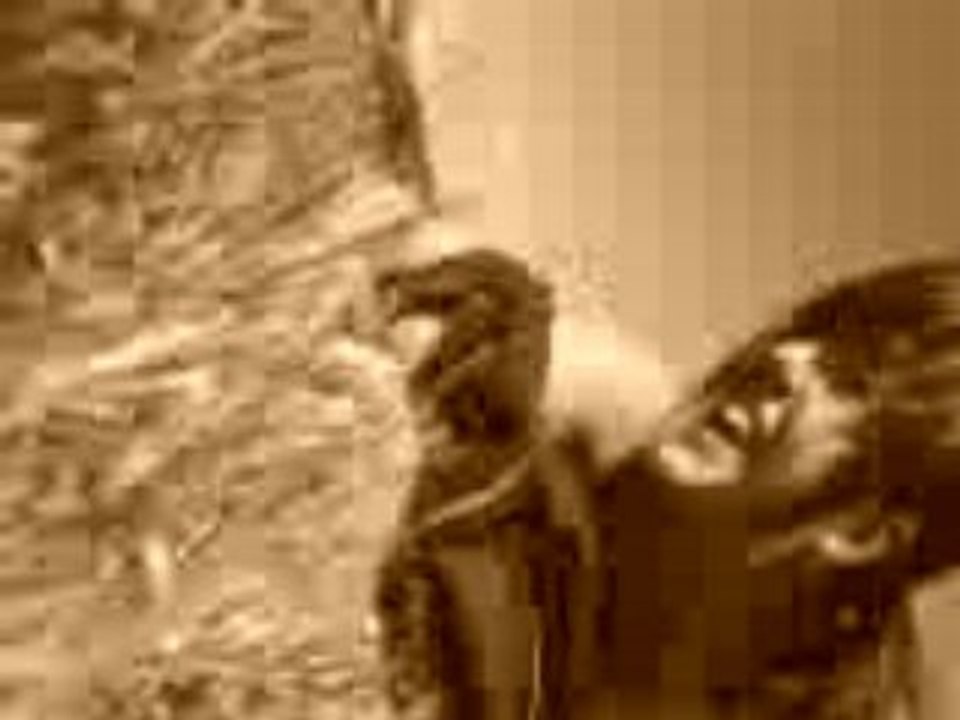 MOV03195