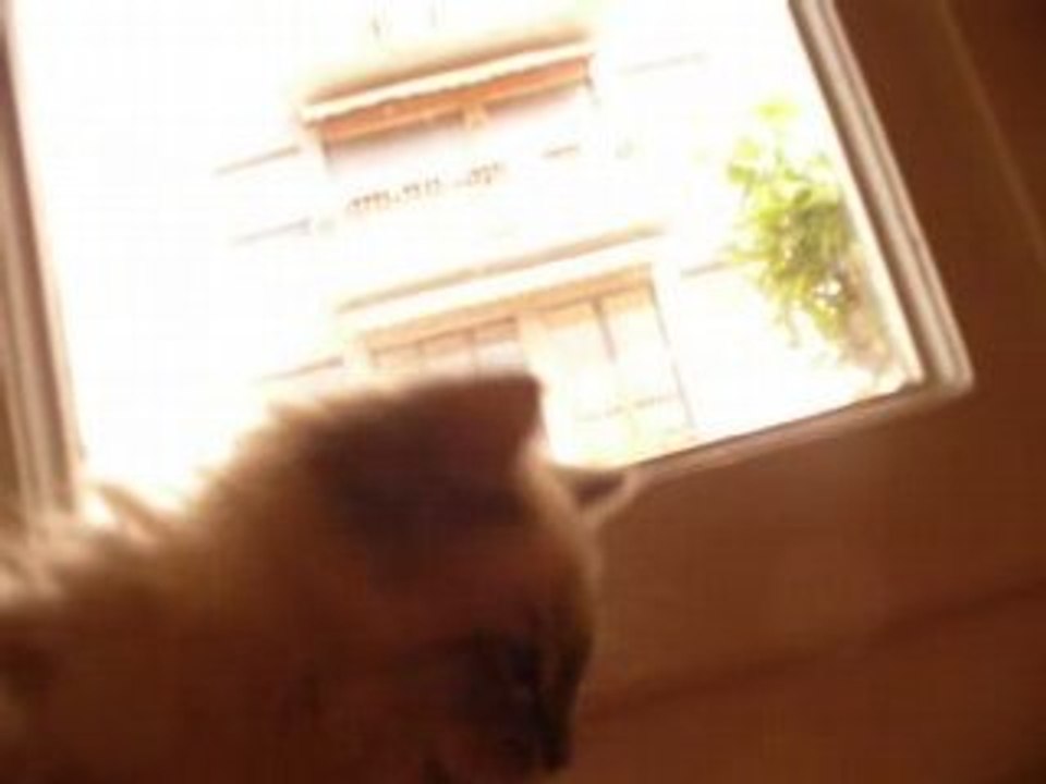 Petit chat blanc chasseur de mouche