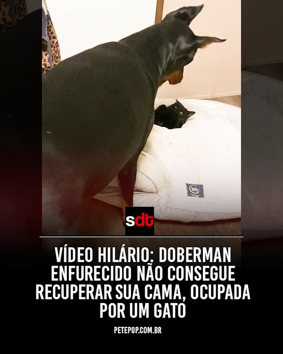 Vídeo hilário: doberman enfurecido não consegue recuperar sua cama, ocupada por um gato