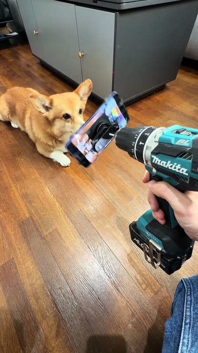 Samsung Galaxy S26 Ultra Stabilization Test - Corgi Dog Edition