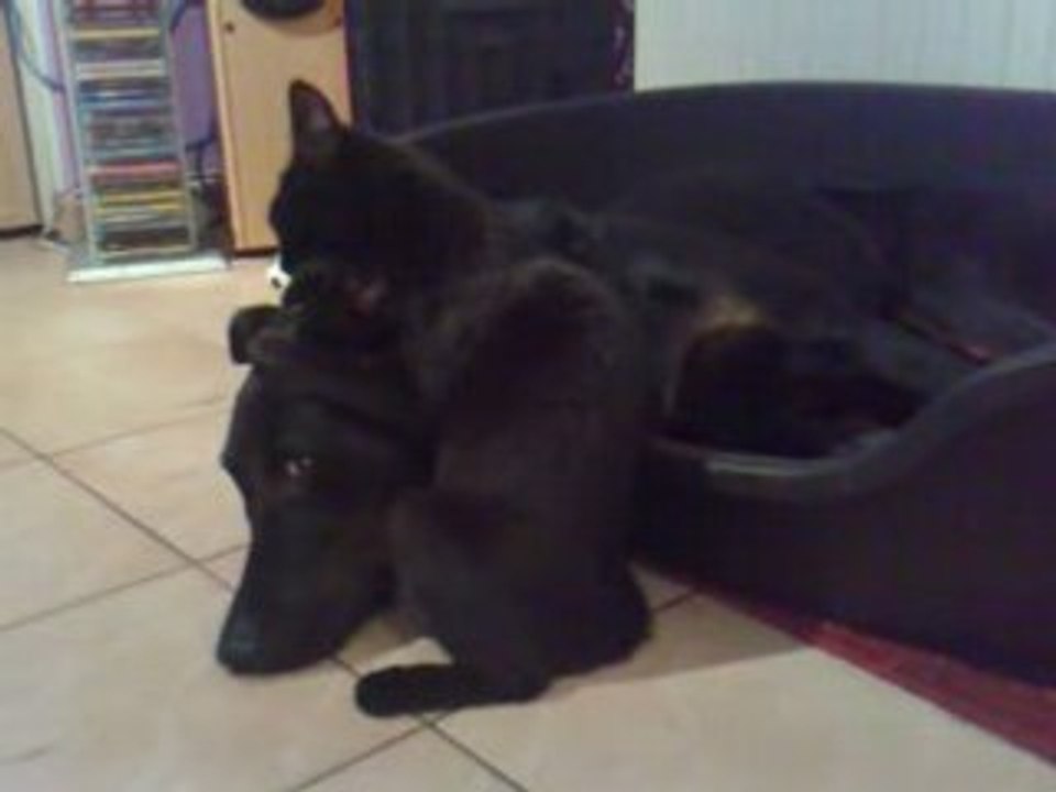 Cachou kaiser