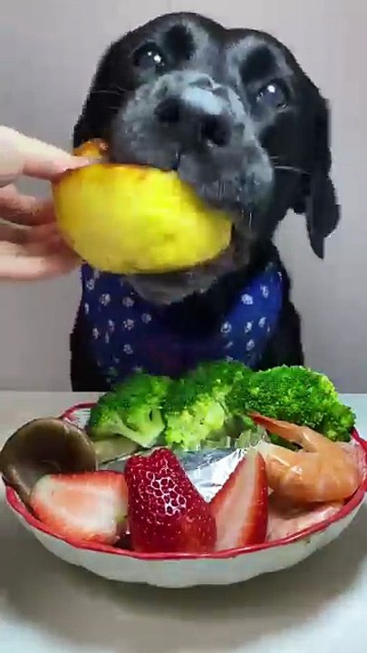 The temperature is rising again, let’s cook! Cute pet debut plan ...