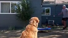 Adorable dog attempts flip off of trampoline #dogsofyoutube #goldenretriever #funnyanimals