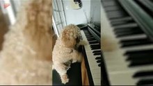 Cavapoochon Plays Piano