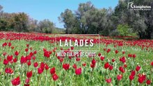 Λαλάδες, άγριες Τουλίπες Χίου - Lalades, Wild tulips of Chios