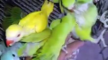 Yellow Ringneck