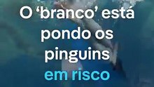 Pinguins são atraídos mais por plástico branco