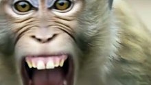 loco.crazy.monkey.mono DVS visual Historia corta impactante | Microcuento