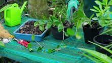 Gardening Australia Season 37 Episode 5