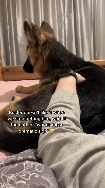 Funny German shepherd dog comedy German shepherd laugh dogs humor 🐾😂