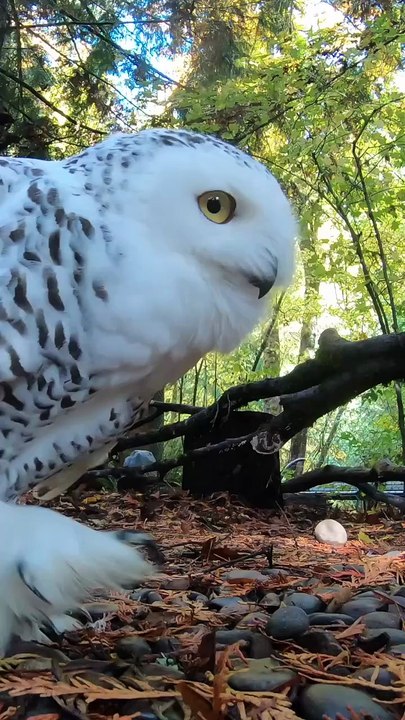 Meet the Majestic Owls: A Close Encounter