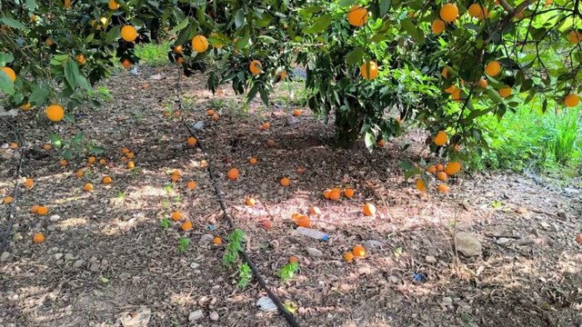 Narenciye üreticileri zor durumda: Portakal dalında kaldı, mandalina ağaçları kesildi