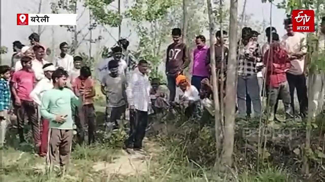 बरेली में गन्ने के खेत में निकला मगरमच्छ, घंटों की मशक्कत के बाद वन विभाग की टीम ने पकड़ा