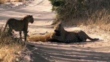One of the toughest sightings ever. There were two male leopards present with Tiyani the female leopard. 🔥