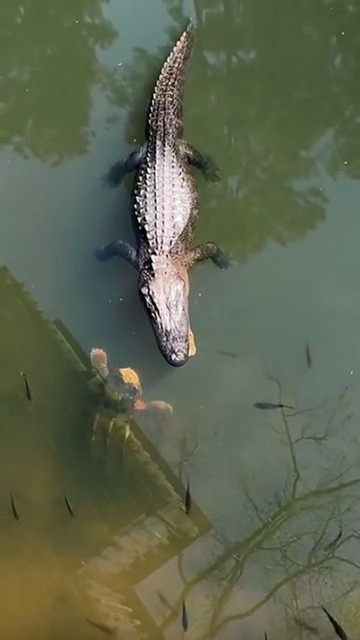 A Snapping Turtle Takes A Bite At An Alligator 🔥