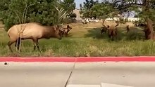 Elk fighting in Estes Park Colorado  This is from August of last year 🔥