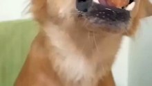 she eats Hungarian sausage