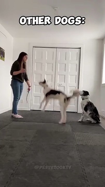 Other Dogs vs My Pets #dog #puppy #animals #pets #cat #funny #fun #doglover