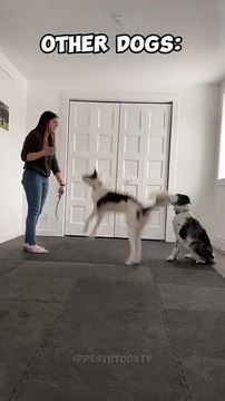 Other Dogs vs My Pets #dog #puppy #animals #pets #cat #funny #fun #doglover