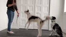 Other Dogs vs My Pets #dog #puppy #animals #pets #cat #funny #fun #doglover