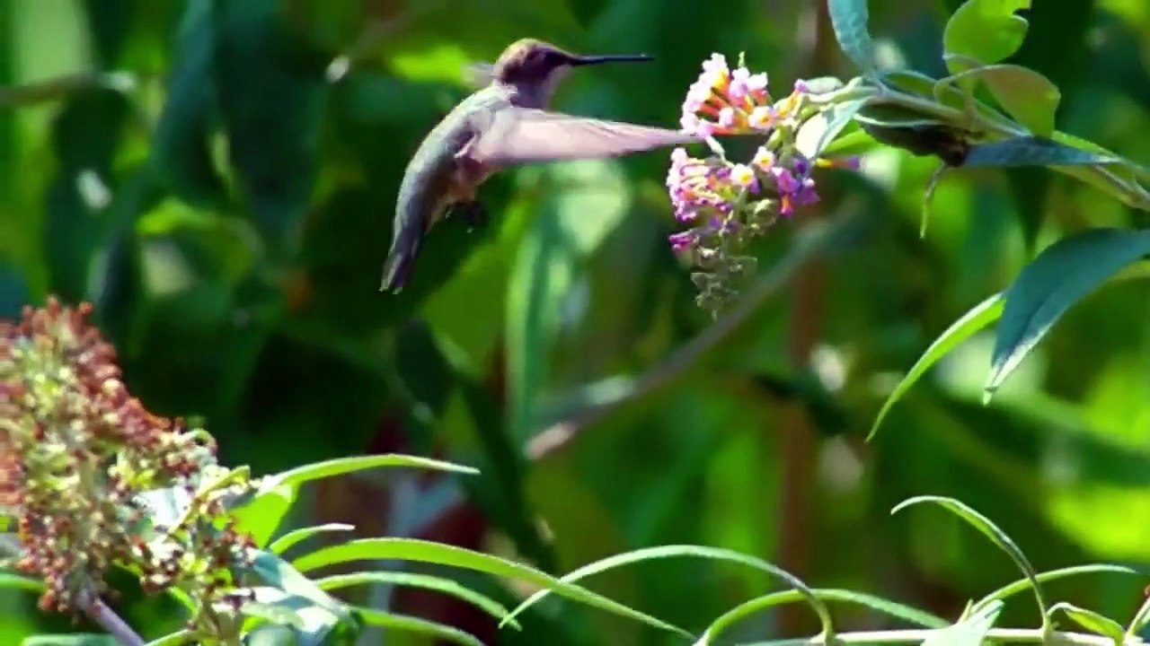 ANIMALS & LIFE IN THE AMAZON JUNGLE