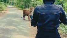 The man was walking along a forest path, but suddenly a tiger came in front of him. 😲🐯