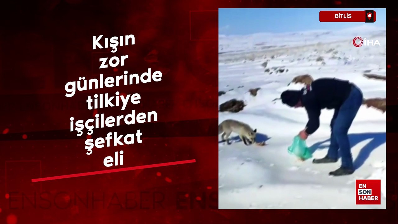 Kışın zor günlerinde tilkiye işçilerden şefkat eli