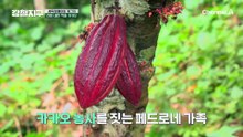 신이 내린 작물 '카카오'! 초콜릿으로 만들어지는 충격적인 과정 공개?!