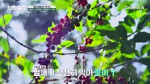 세계가 사랑한 '과테말라 화산 커피'?! 진한 향과 목 넘김에 빠진 어진과 민준