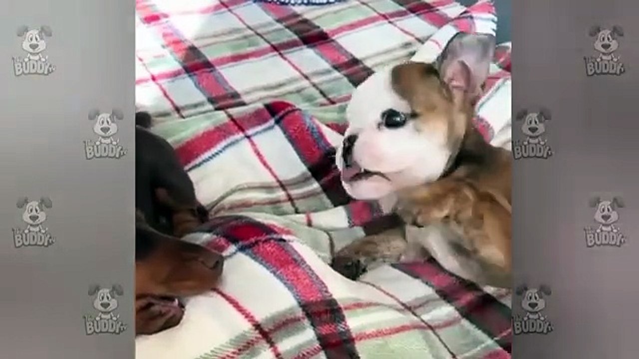 Funny Videos Part 63