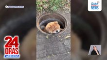 Chow-chow na nahulog sa mababaw na manhole, aliw sa netizens | 24 Oras Weekend