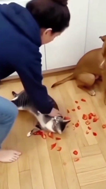 Funny Cat Playing and Running | Cute Cat Funny Moments 😹