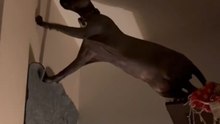 Sphynx tries to catch its shadow but ends up in a funny fall