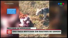 Ganado mutilado en Bordenave [parte 1] - (Canal 9 Bahía Blanca, 25/06/19)