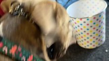 Dog breaks character and steals the moment with an unexpected reaction