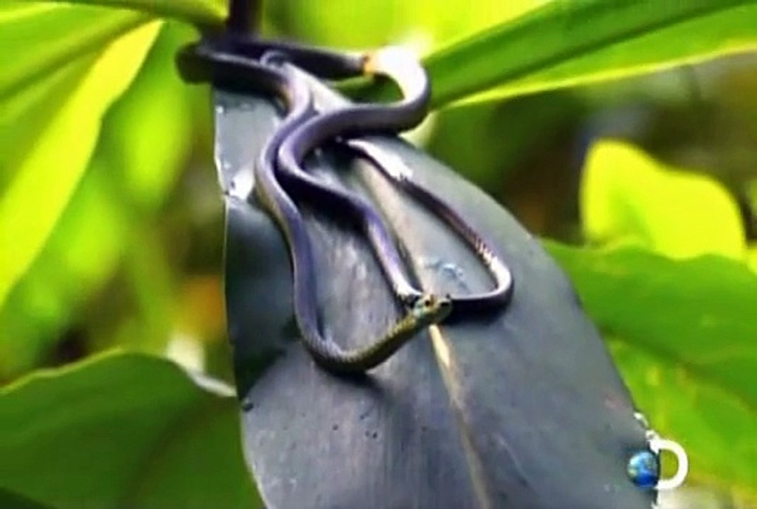 Pareja Salvaje - T02E03 - Inundación en la selva amazónica