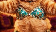 🐱The Grumpy Belly Dancer Cat Show