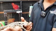 ക്യൂട്ട് അർജന്റീൻ ടെഗു, ബേബി 😍 | Cute Argentine black and white tegu
