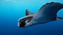 Massive manta ray gliding gracefully through blue ocean water.