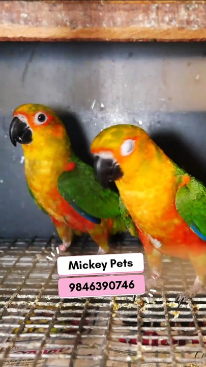 ജാണ്ടായ കൊന്യൂർ പീസുകൾ | Jandaya Conure Pieces
