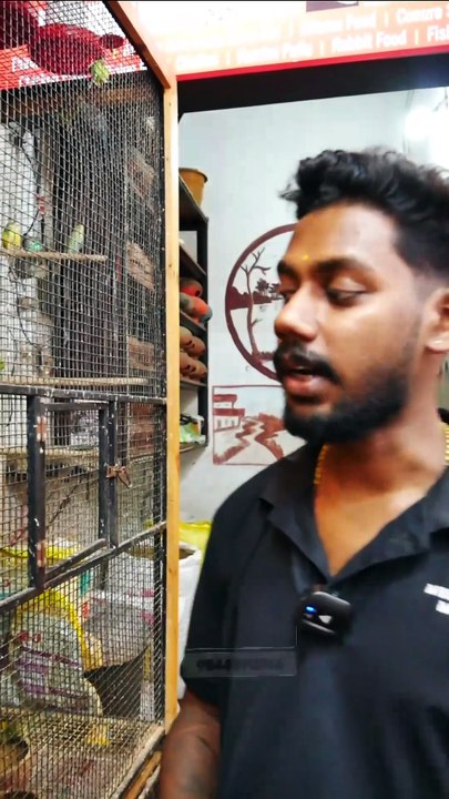 സെമി Tamed  സ്വൈസൺ ലോറികീറ്റ് | Semi Tamed Swaison Lorikeet