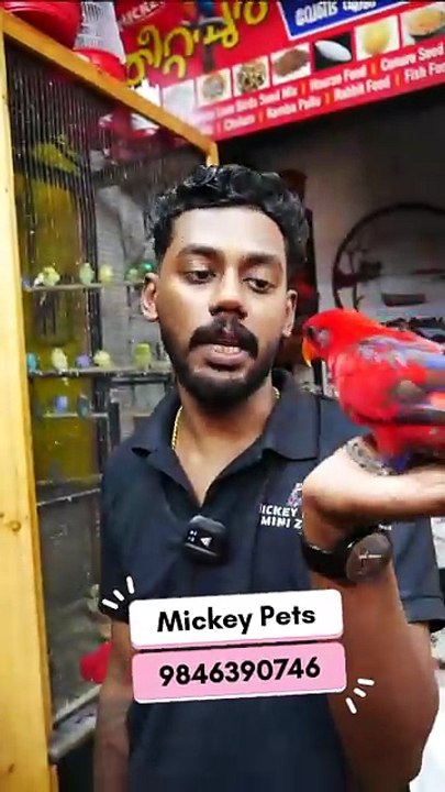 ഇത്രയും ഇണങ്ങിയ റെഡ് ലോറികീറ്റിനെ ആരാണ് മോഹിക്കാത്തത്? | Fully Tamed Red Lorikeet