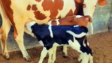 Heartwarming Moment – Baby Cow Drinking Milk with Love 🐄🥛💞