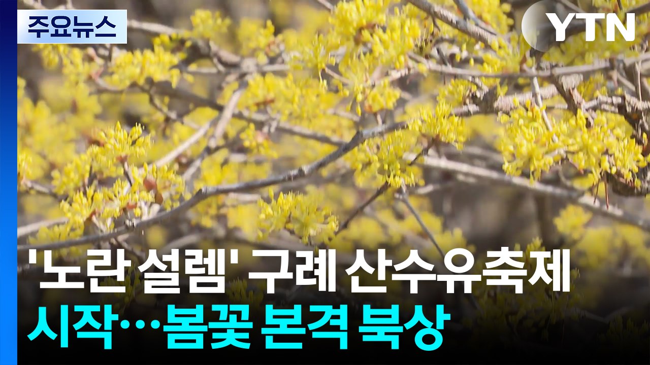 '노란 설렘' 구례 산수유축제 시작...봄꽃 본격 북상 / YTN