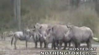 gnou vs rhino