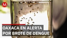 Alerta sanitaria en Oaxaca por casos de dengue grave y muertes bajo sospecha