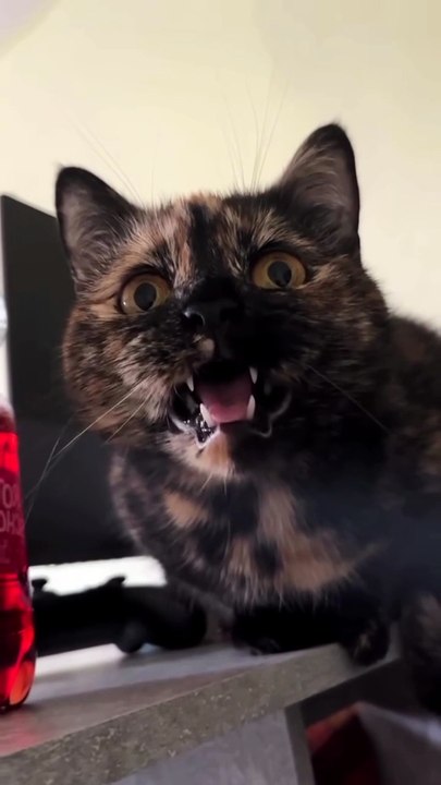 A Cute Kitten Meowing Softly.” 🐾😺