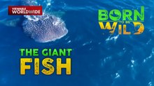 Pinakamalaking uri ng isda sa buong mundo, makikita sa Southern Leyte! | Born To Be Wild