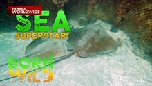 Mga stingray na dinarayo sa Surigao del Sur, sinuri ni Doc Nielsen Donato | Born To Be Wild