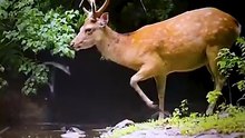 Graceful Wild Deer Moments